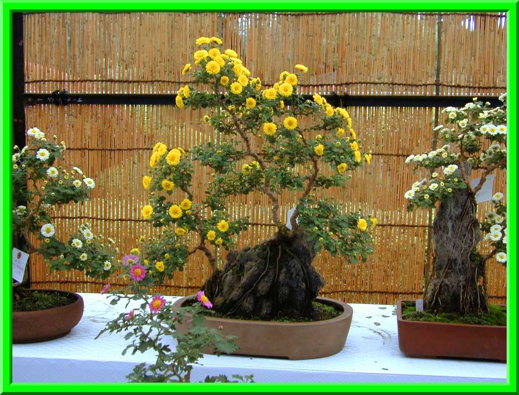 Flower Bonsai