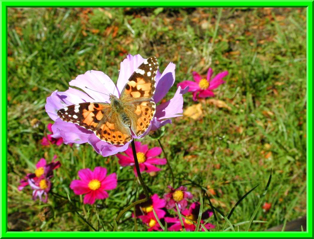Butterfly