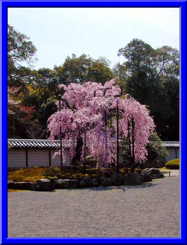 Cherry Blossoms