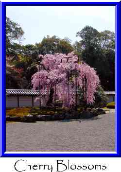 Cherry Blossoms Thumbnail