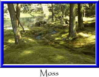 Moss Thumbnail