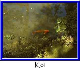 Koi Thumbnail