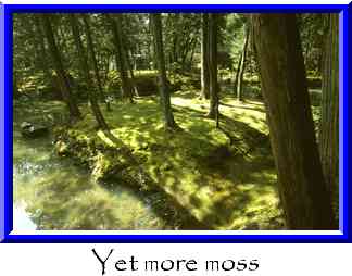 Yet more moss Thumbnail