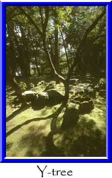 Y-tree Thumbnail