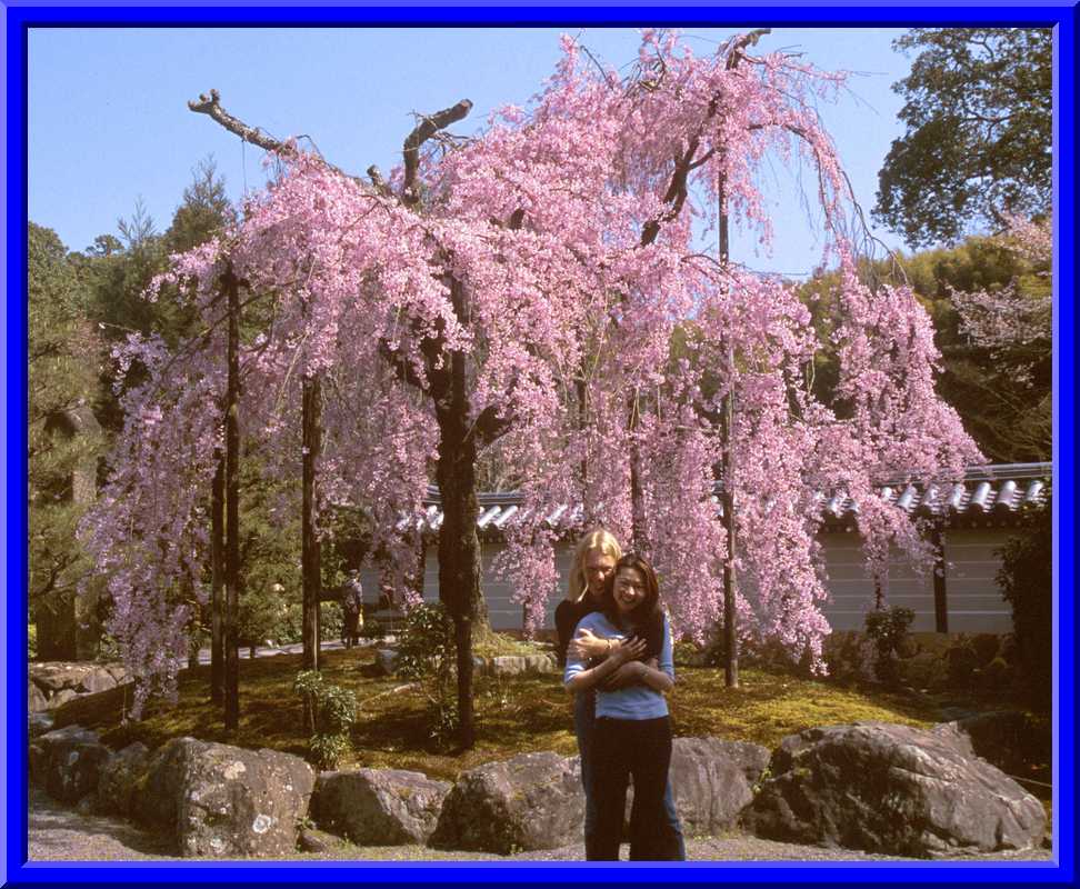 Cherry Blossoms