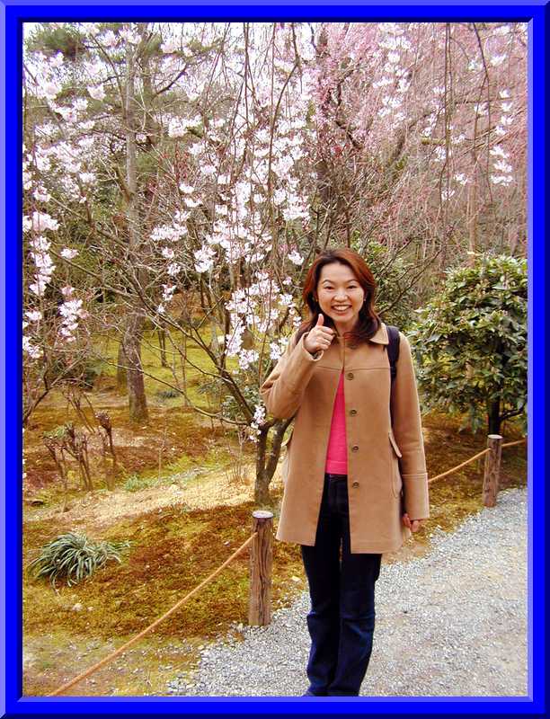 Cherry Blossoms
