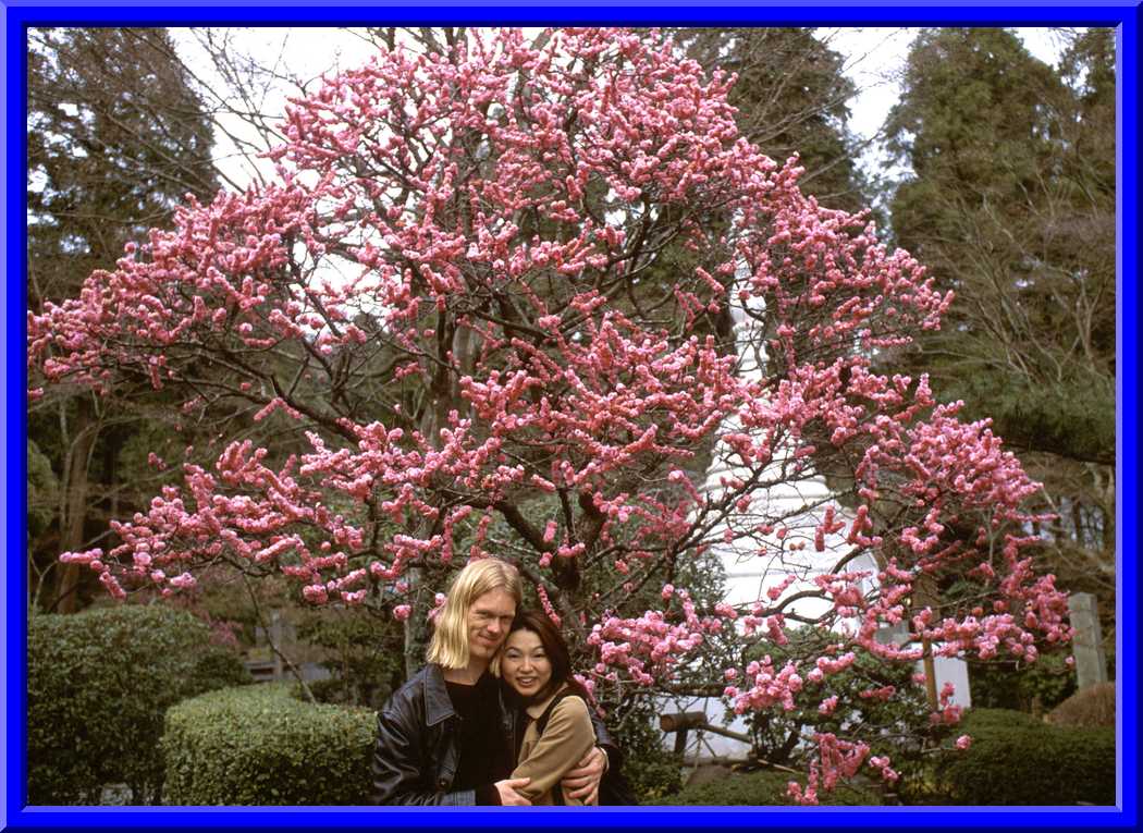 Kyoto Blossoms