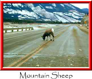 Mountain Sheep Thumbnail