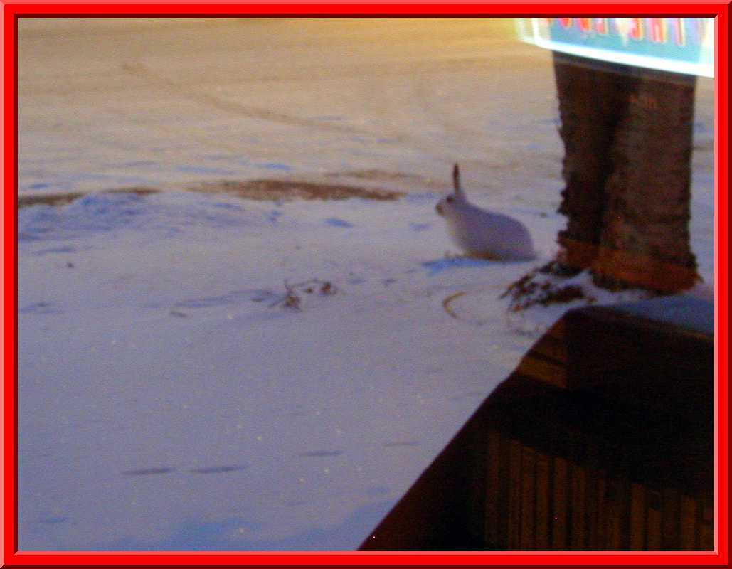 Christmas visitor