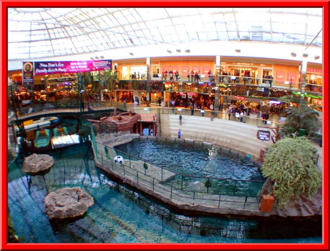 Dolphin Pool