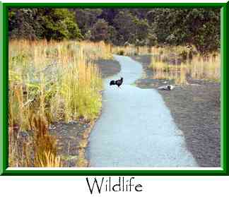 Wildlife Thumbnail