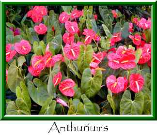 Anthuriums Thumbnail